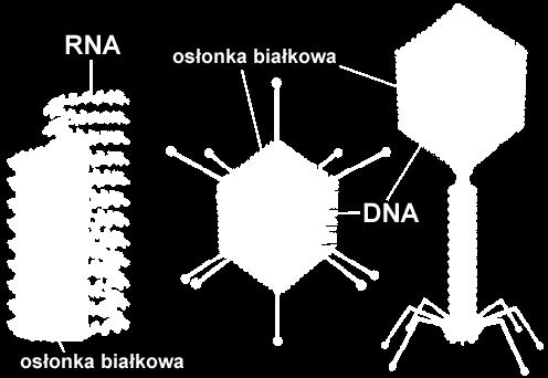 osłonka białkowa jest przejawem zaawansowania ruchome elementy DNA