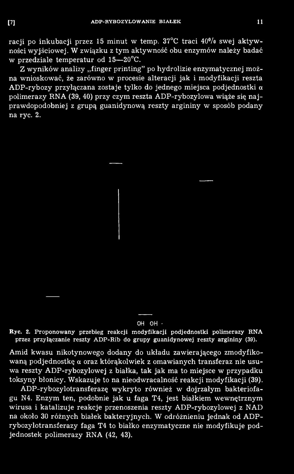 podany na ryc. 2. OH OH Ryc. 2. Proponow any przebieg reakcji m odyfikacji podjednostki polim erazy RNA przez przyłączanie reszty A D P-Rib do grupy guanidynow ej reszty argininy (39).