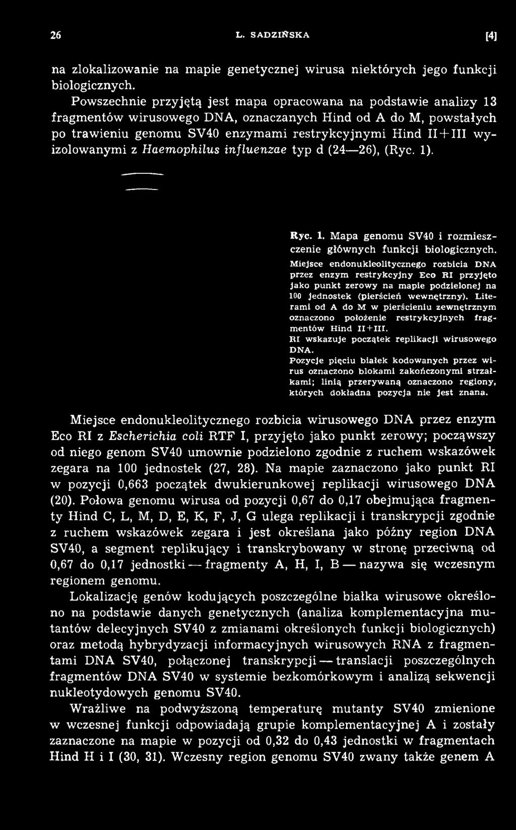 Literami od A do M w pierścieniu zew nętrznym oznaczono położenie restrykcyjnych fragm entów Hind II+III. RI w skazuje początek replikacji w irusow ego DNA.