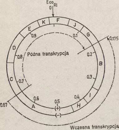 fragm entów C, D, E, K, F, J, G i transkrybow anych z nich RNA (Ryc. 2).