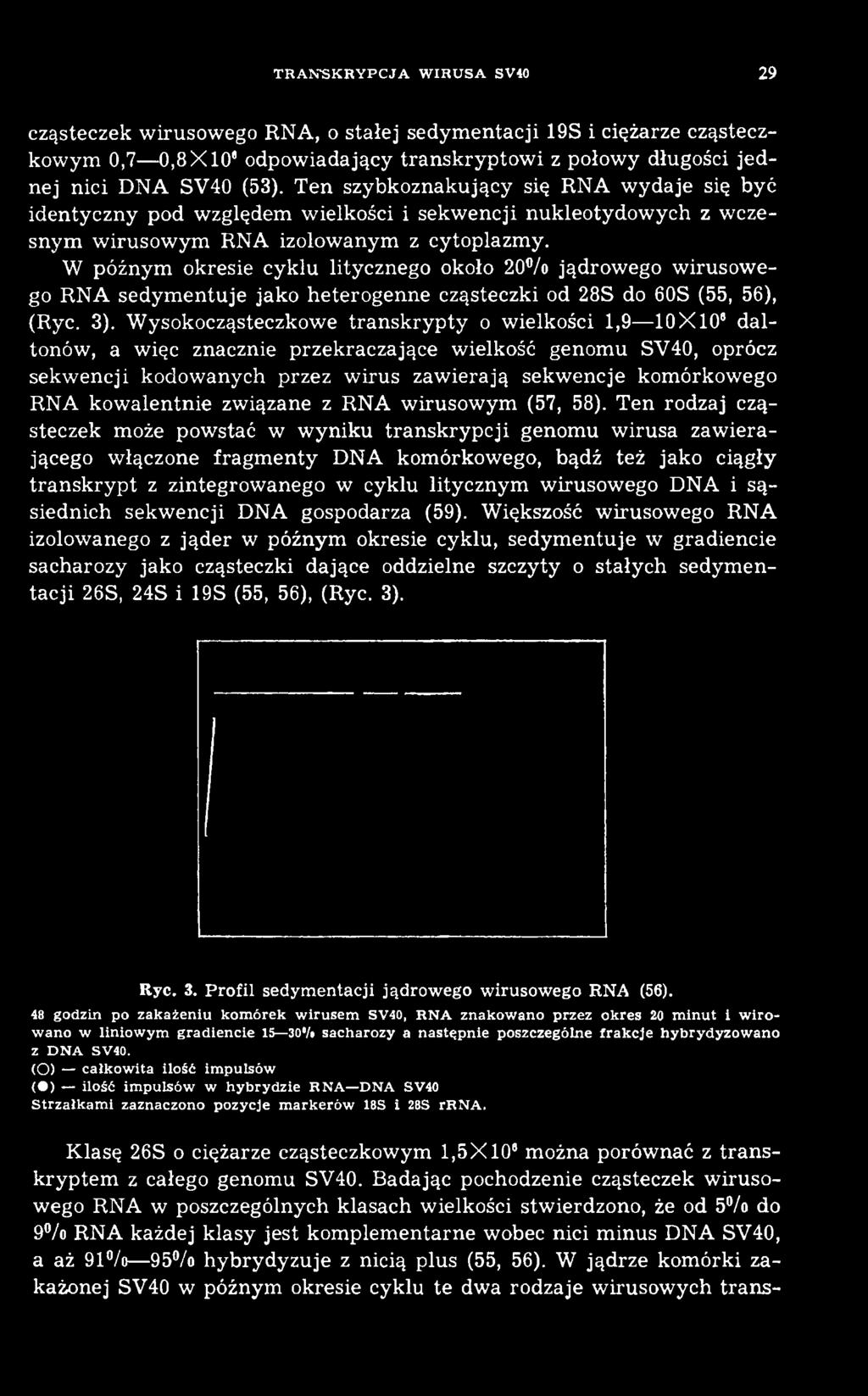 alentnie związane z RNA w irusow ym (57, 58).