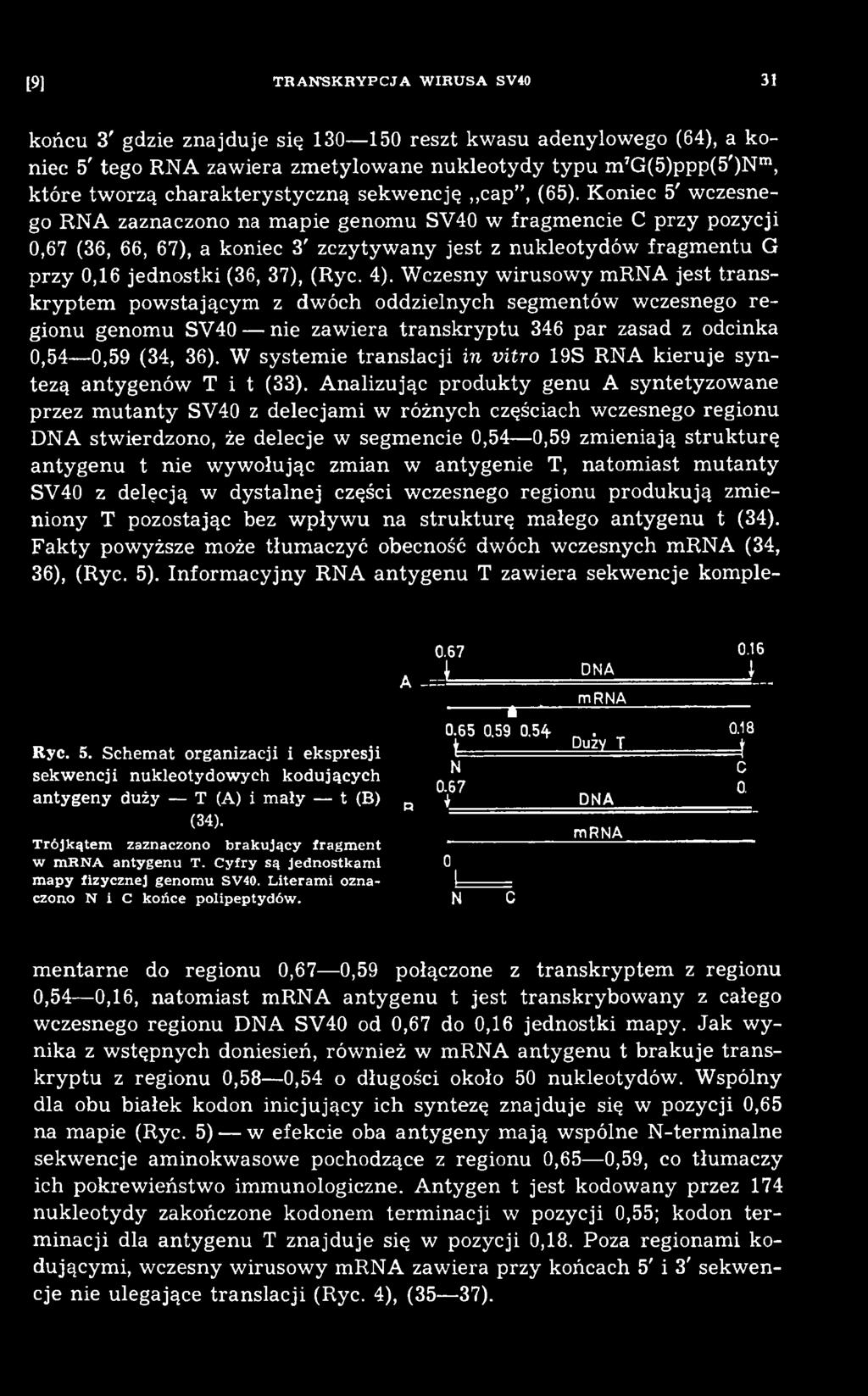 W system ie tra n sla c ji in vitro 19S RNA kieru je sy n tezą antygenów T i t (33).