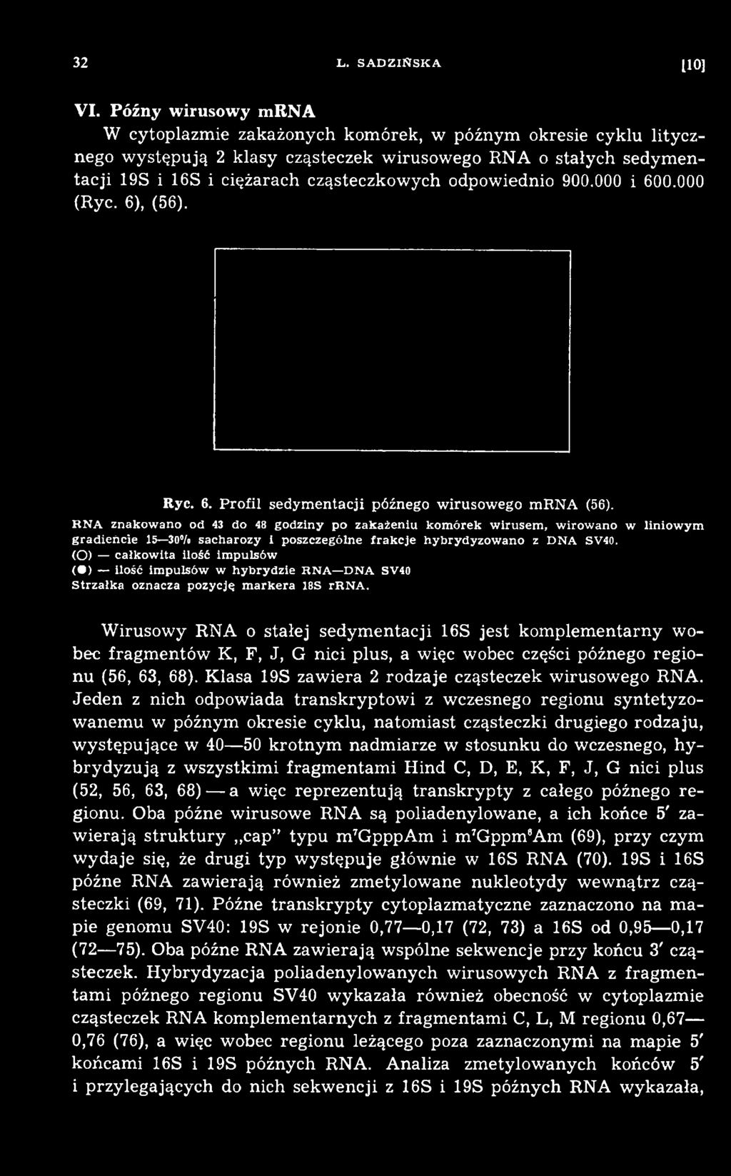 (O) całkowita ilość im pulsów ( ) ilość im pulsów w hybrydzie RNA DNA SV40 Strzałka oznacza pozycję markera 18S rrna.