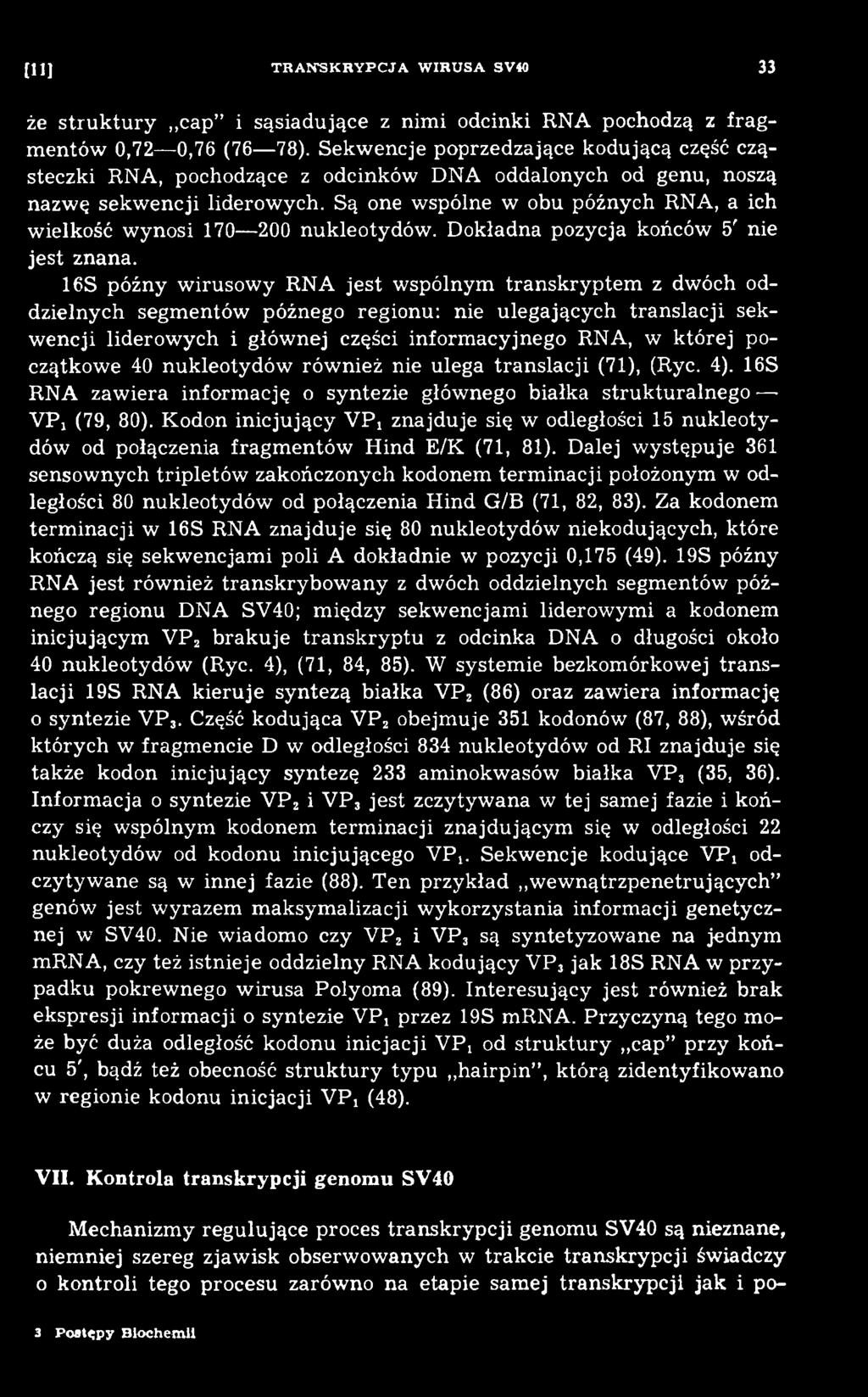 RNA, w k tórej początkowe 40 nukleotydów rów nież nie ulega translacji (71), (Ryc. 4). 16S RNA zawiera inform ację o syntezie głównego białka strukturalnego VPj (79, 80).