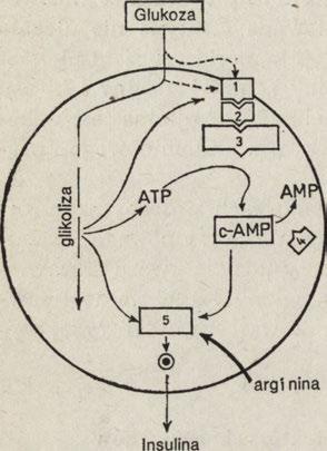 glukagonu. Niemniej jednak dużą rolę w wydzielaniu insuliny u szczurów, być może i u ludzi (74), przypisuje się synergicznem u działaniu glukozy i niektórych aminokwasów (67 75).