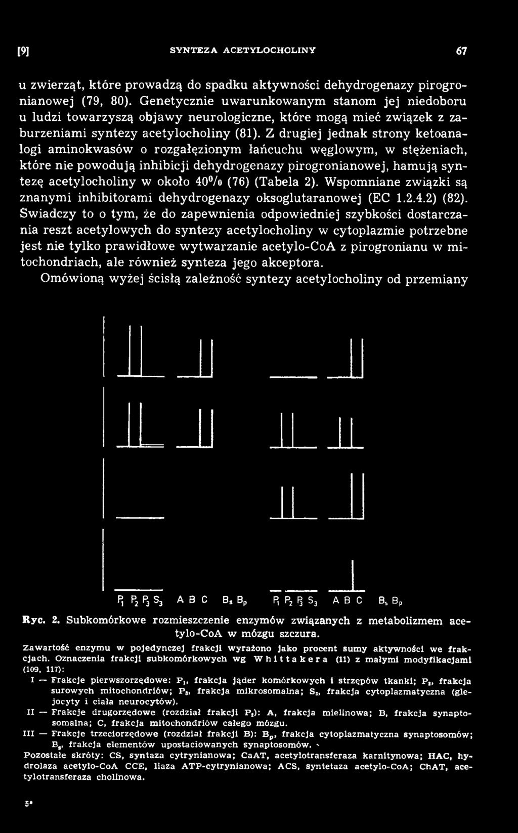 Św iadczy to o tym, że do zapew nienia odpowiedniej szybkości dostarczania reszt acetylow ych do syntezy acetylocholiny w cytoplazmie potrzebne jest nie tylko praw idłowe w ytw arzanie acetylo-coa z