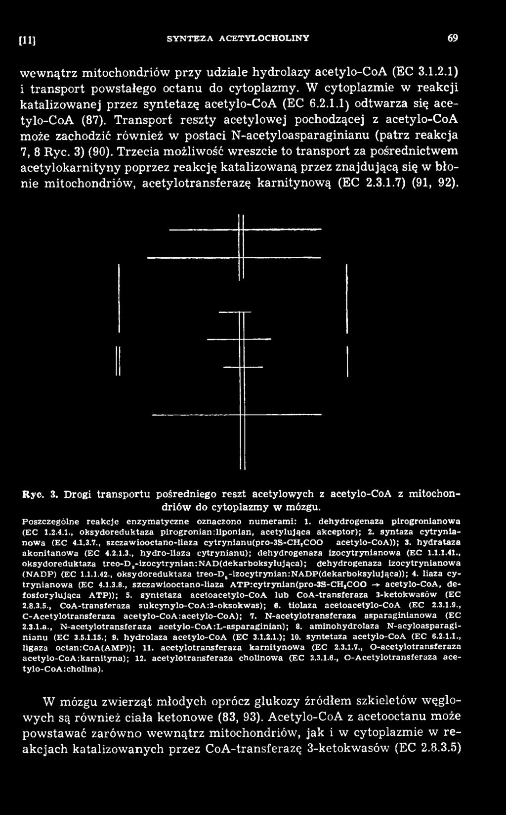 1.7) (91, 92). Ryc. 3. Drogi tra n sp o rtu pośredniego reszt acetylow ych z acetylo-coa z m itochondriów do cytoplazm y w mózgu. Poszczególne reakcje enzym atyczne oznaczono num eram i: 1.