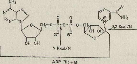 Odszczepianie reszt A D P-rybozylow ych od NAD, om aw iane b a r dziej szczegółowo w części II i III tego a rty k u łu, zachodzi poprzez enzym atyczne odłączenie od NAD am idu kwasu nikotynowego.