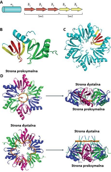 Strona 27 WSTĘP nie oddziałuje bezpośrednio z białkiem. Nowsze prace pozwoliły na dokładniejsze określenie specyficzności oddziaływania Hfq z RNA.