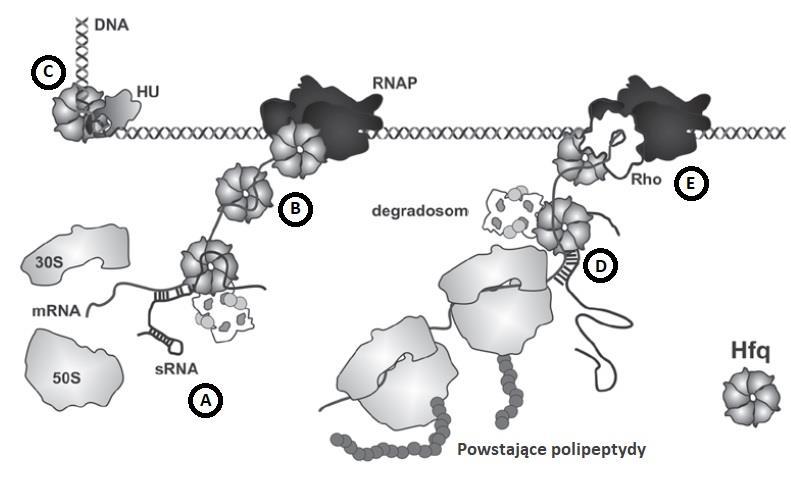 Strona 34 WSTĘP Hfq stanowi niejako platformę dla tego oddziaływania wiążąc RNA w motywach CA oraz białko Crc (Sonnleitner i Blasi, 2014).