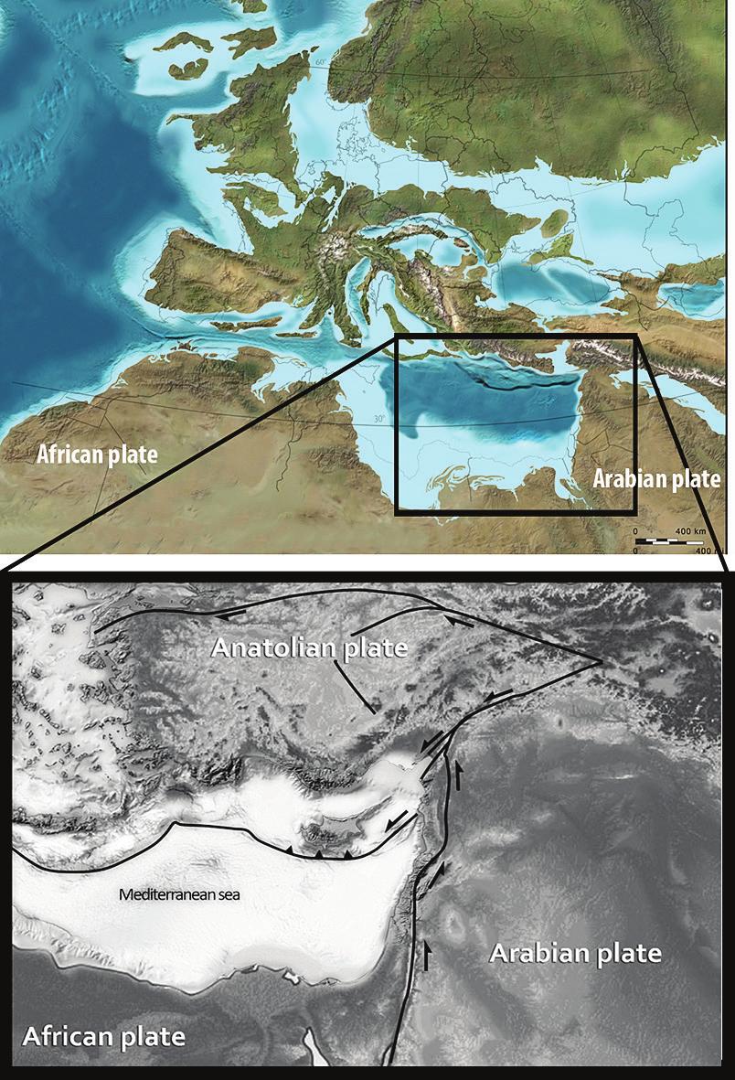 Genetic diversity patterns of Eastern Mediterranean conifers endemism and critical levels of habitat loss. They are, therefore, the main object of conservation efforts.