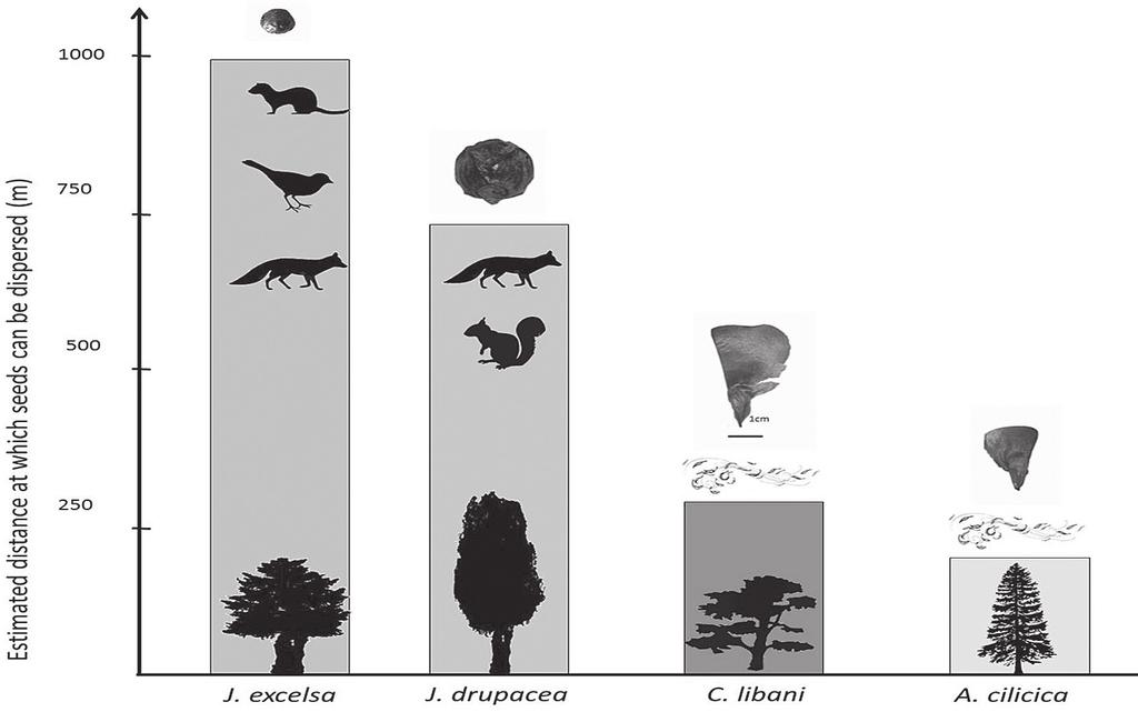 libani, Juniperus drupacea and J. excelsa Fig. 5.