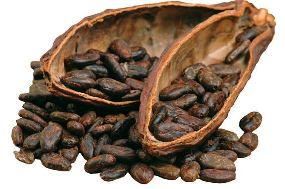 HISTORIA CZEKOLADY Jako pierwsi poznali smak czekolady Indianie. Starożytne plemiona Olmeków, prowadząc częściowo koczowniczy tryb życia, natrafili na nasiona kakaowca.