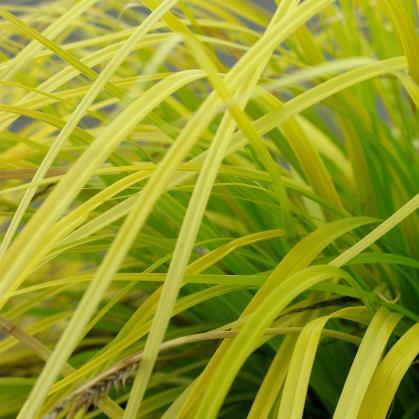 Carex oshimensis