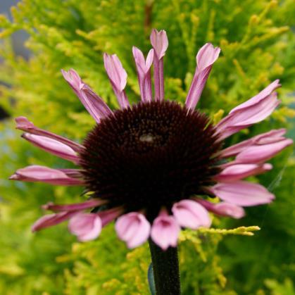 Echinacea