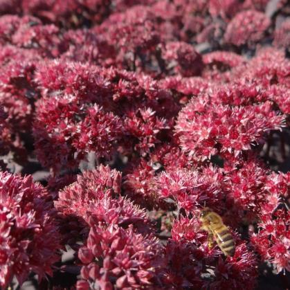 Star' Sedum