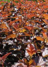 Physocarpus opulifolius LADY IN RED ( Tuilad ) PBR Pęcherznica kalinolistna LADY