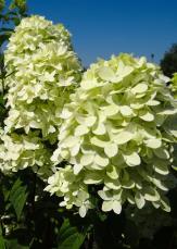 CANDLE ( Bokraflame ) Białe, bardzo duze kwiaty Doskonała do pojemnikow Srebrny