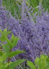 Perovskia atriplicifolia LACEY BLUE ( Lisslitt ) PBR Perovskia łobodolistna LACEY