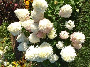 Hydrangea paniculata MAGICAL SWEET SUMMER ( Bokrathirteen ) PBR Hortensja