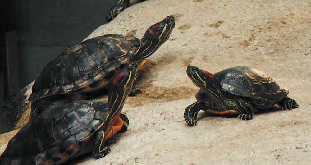 Instrukcja wyszukiwania stanowisk żółwia
