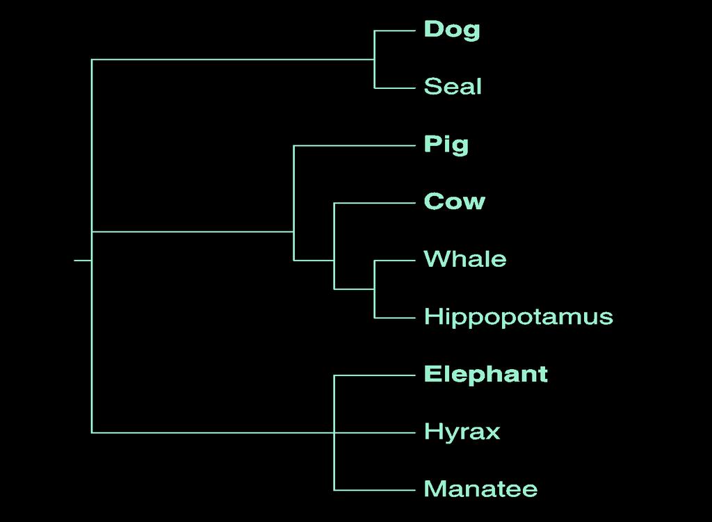 STRUKTURA DRZEWA FILOGENETYCZNEGO DRZEWO UKORZENIONE ssaki łożyskowe odległości ewolucyjne = długości gałęzi outgroup = korzeń =