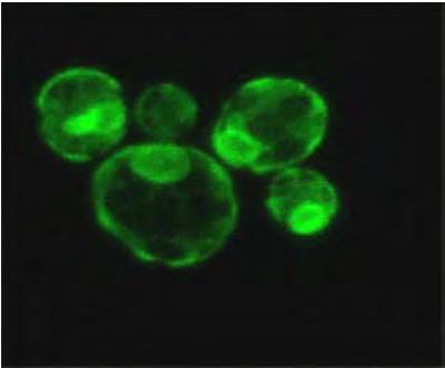 fluorescencyjne