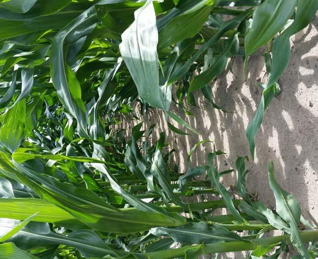 n Chwasty występujące w uprawie kukurydzy to gatunki zazwyczaj lepiej przystosowane do lokalnych warunków glebowo-klimatycznych.