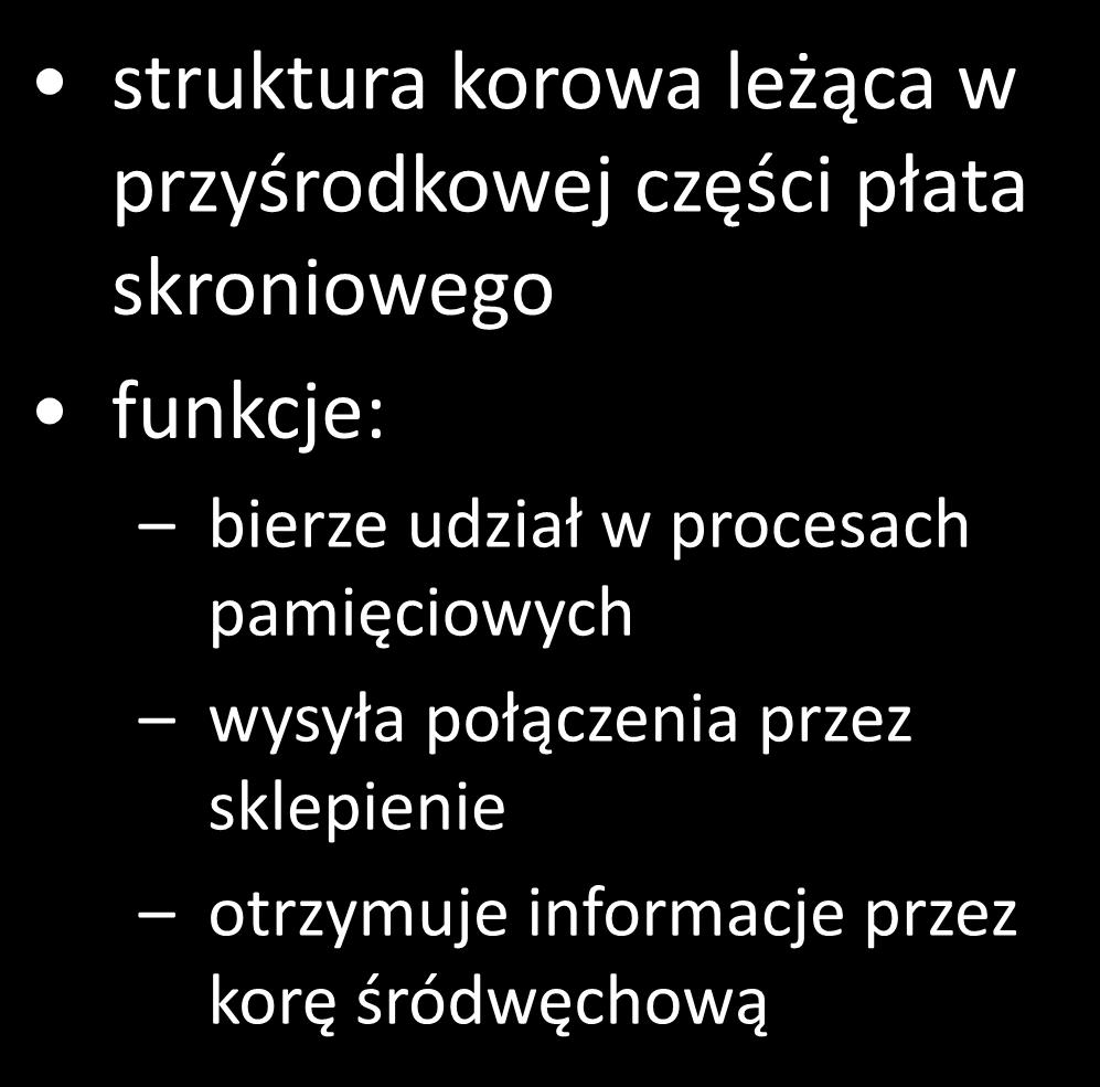 hipokamp struktura korowa leżąca