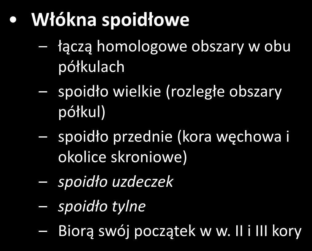 istota biała typy włókien Włókna spoidłowe łączą homologowe