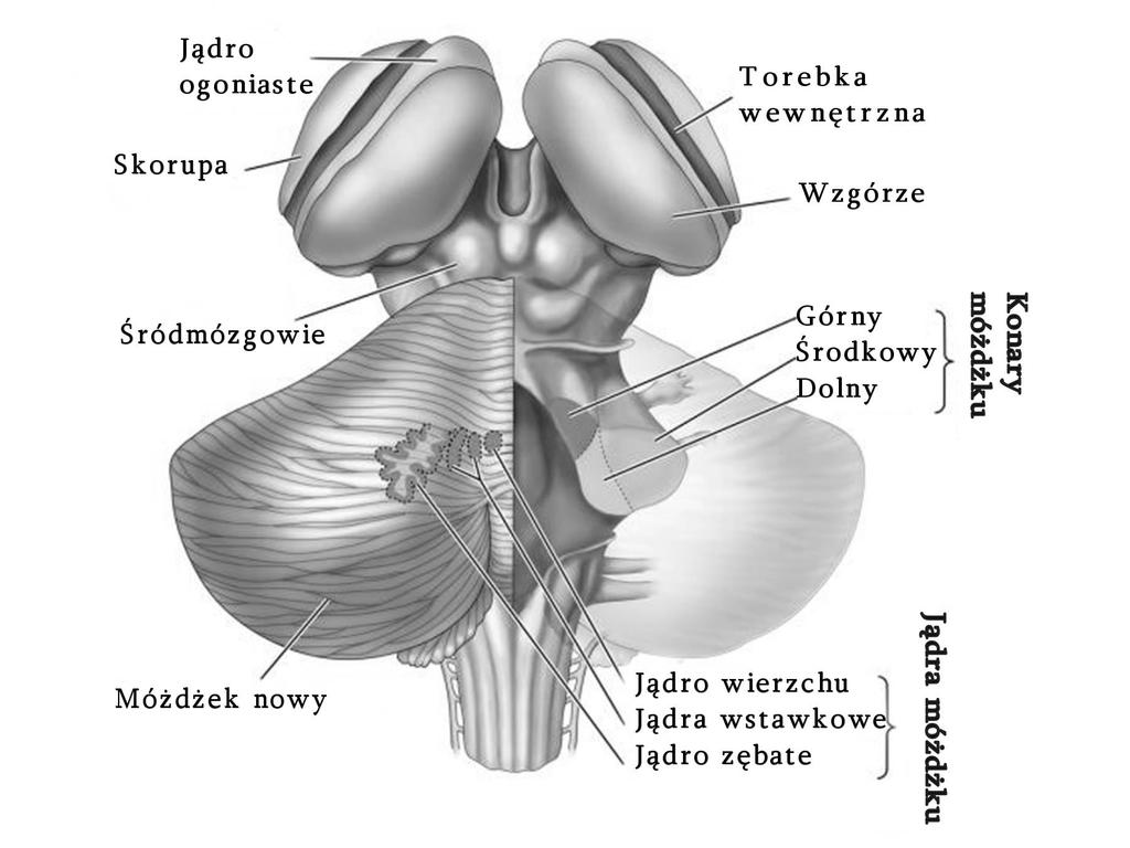 komórka