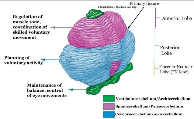 8 podział filogenetyczny i funkcjonalny móżdżku regulacja napięcia mięśniowego, koordynacja wyuczonych sprawności ruchowych planowanie ruchów dowolnych szczelina