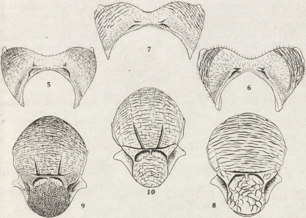 The conception, however, of separate taxon of generic level was retained.