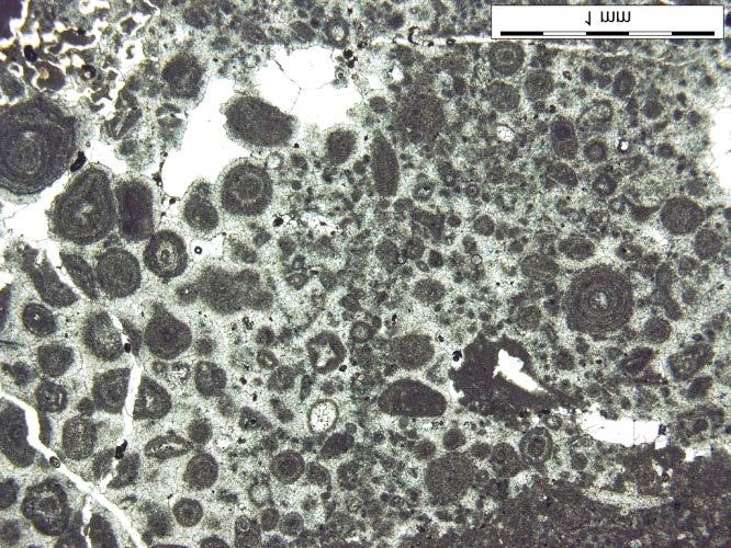 Widoczne częściowo zmikrytyzowane ooidy. Mikroskop polaryzacyjny, Ip W składzie mineralnym wapieni elementem absolutnie dominującym jest kalcyt.