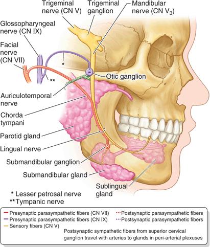 Jama ustna gruczoły ślinowe Ślinianki unerwione są przez gałązki przywspółczulne nerwu twarzowego (VII), które dochodzą do ślinianki podjęzykowej i podżuchwowej oraz nerwu językowo-gardłowego (IX) do