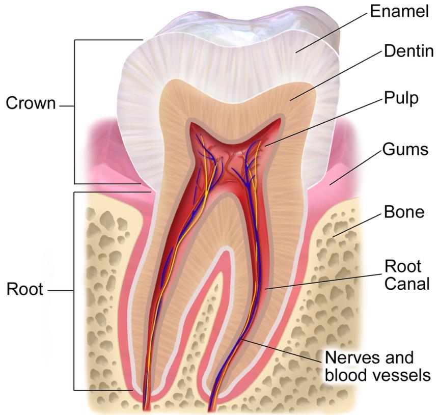 Jama ustna zęby Ząb składa się części wolnej, wystającej z zębodołu do jamy ustnej, korony zęba (corona dentis) i części tkwiącej w zębodole, korzenia (radix