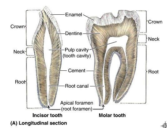 Na granicy szkliwa i cementu znajduje się zwężona część zęba, szyjka (collum dentis).