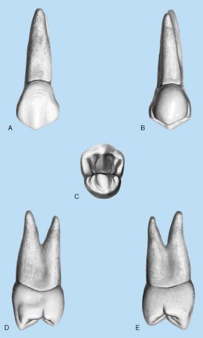 długi; ۶ zęby przedtrzonowe (dentes premorales) 2 stożkowate guzki na