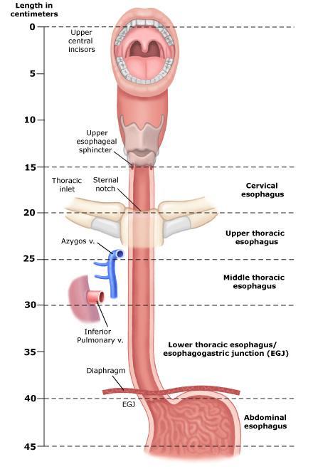 Przełyk Przełyk (esophagus) to narząd pośredniczący w przekazywaniu pokarmów z gardła do