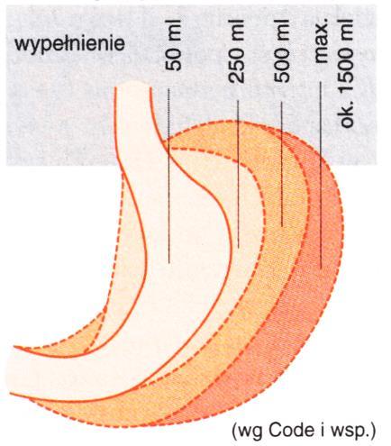 (corpus ventriculi).