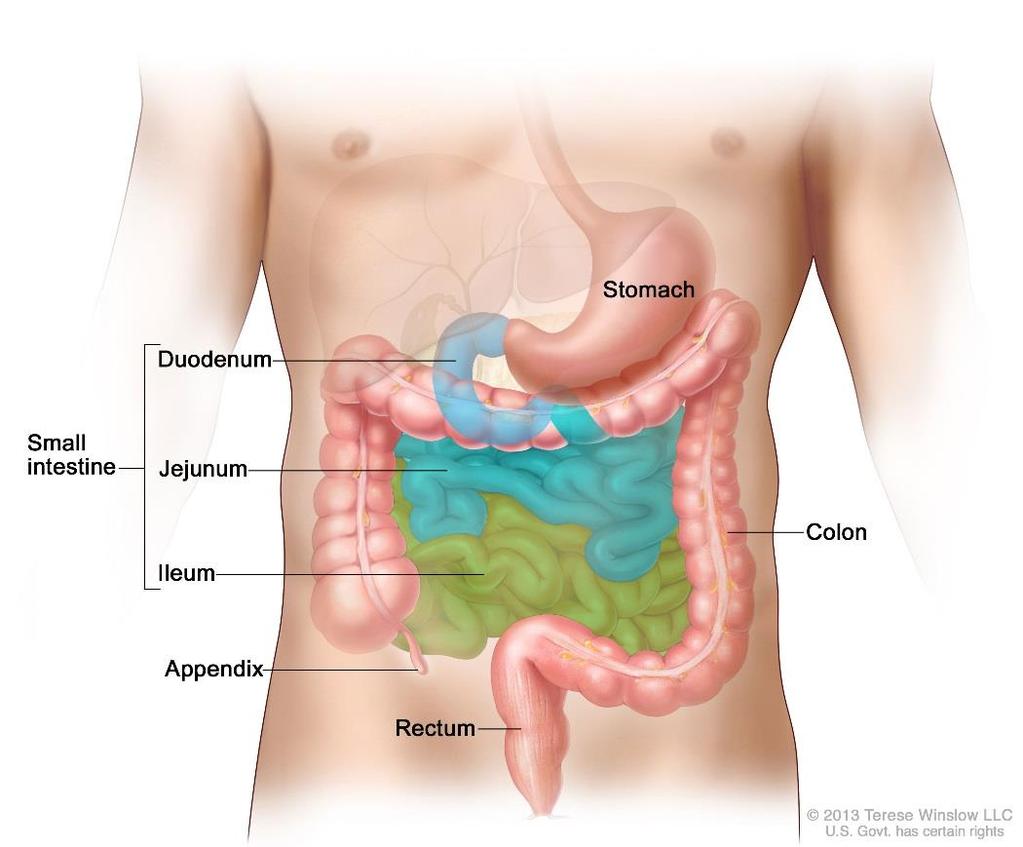 Jelito cienkie Jelito cienkie (intestinum tenue) składa się z: ۶ dwunastnicy, ۶ jelita czczego, ۶ jelita krętego.