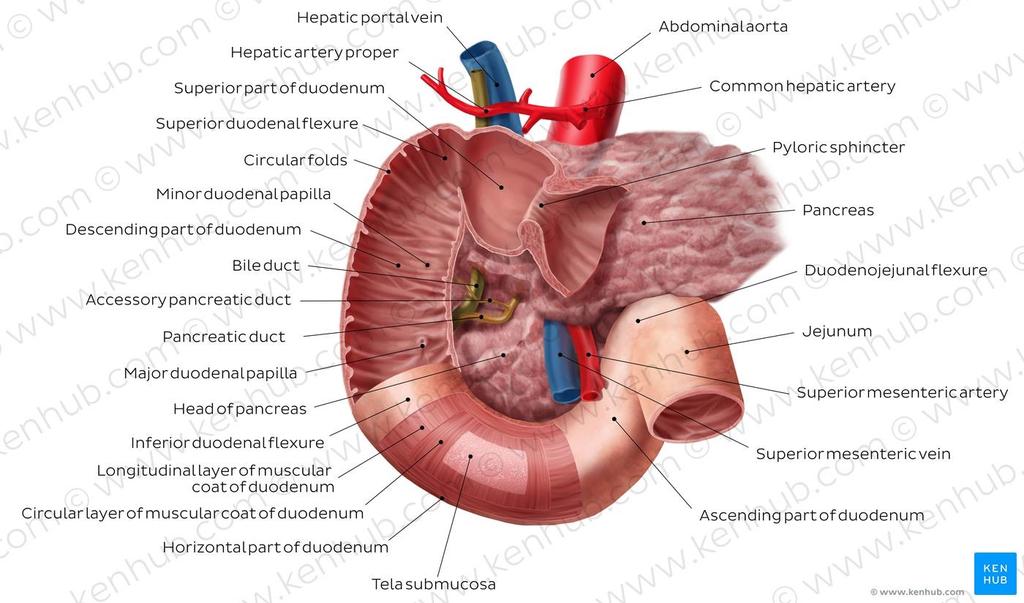 Jelito cienkie dwunastnica Dwunastnica (duodenum) zaczyna się od odźwiernika żołądka, a kończy na wysokości II kręgu lędźwiowego, gdzie tworzy ostre zgięcie dwunastniczo-czcze.