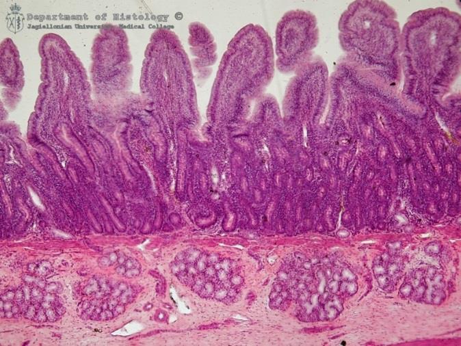 Błona śluzowa tworzy fałdy okrężne, na których znajdują się kosmki jelitowe pokryte nabłonkiem z mikrokosmkami.