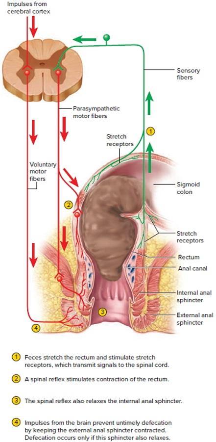 Jelito grube odbytnica Odbytnica (rectum) jest ostatnim odcinkiem przewodu jelitowego, który kończy się odbytem (anus). Leży pozaotrzewnowo, a jej długość wynosi kilkanaście cm.
