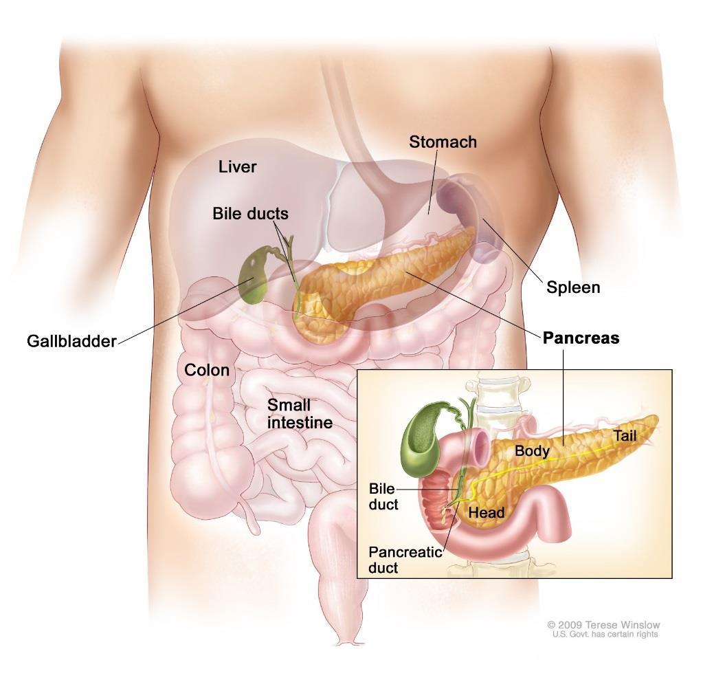 Trzustka Trzustka (pancreas) jest drugim po wątrobie wielkim