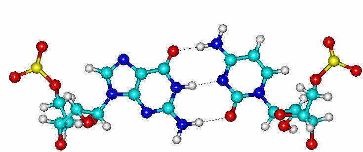 Wiązania wodorowe w strukturze DNA A ---- T G ---- C G ---- C