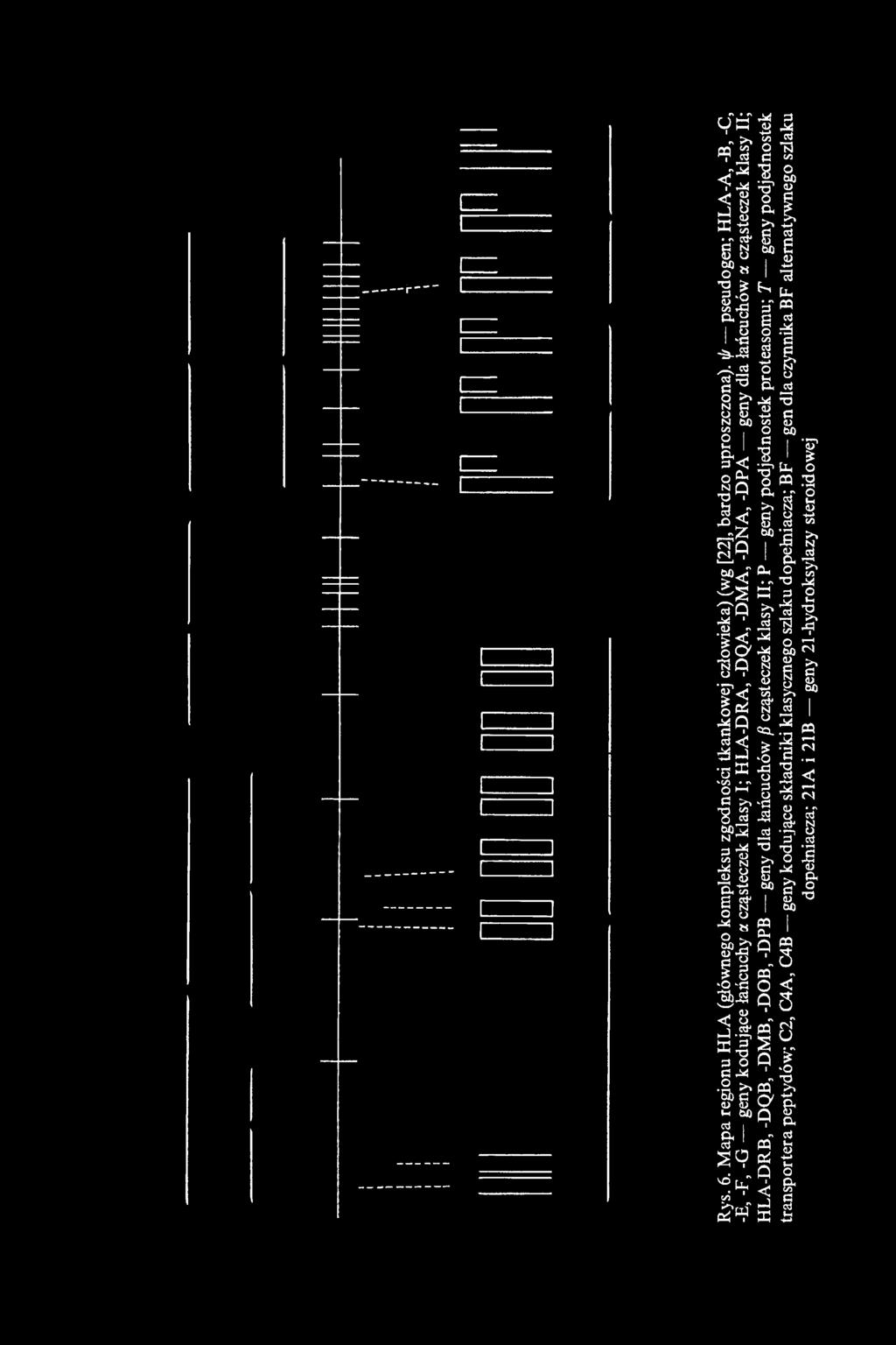 cząsteczek klasy II; HLA-DRB, -DQB, -DMB, -DOB, -DPB geny dla łańcuchów ß cząsteczek klasy II; P geny podjednostek proteasomu; T geny
