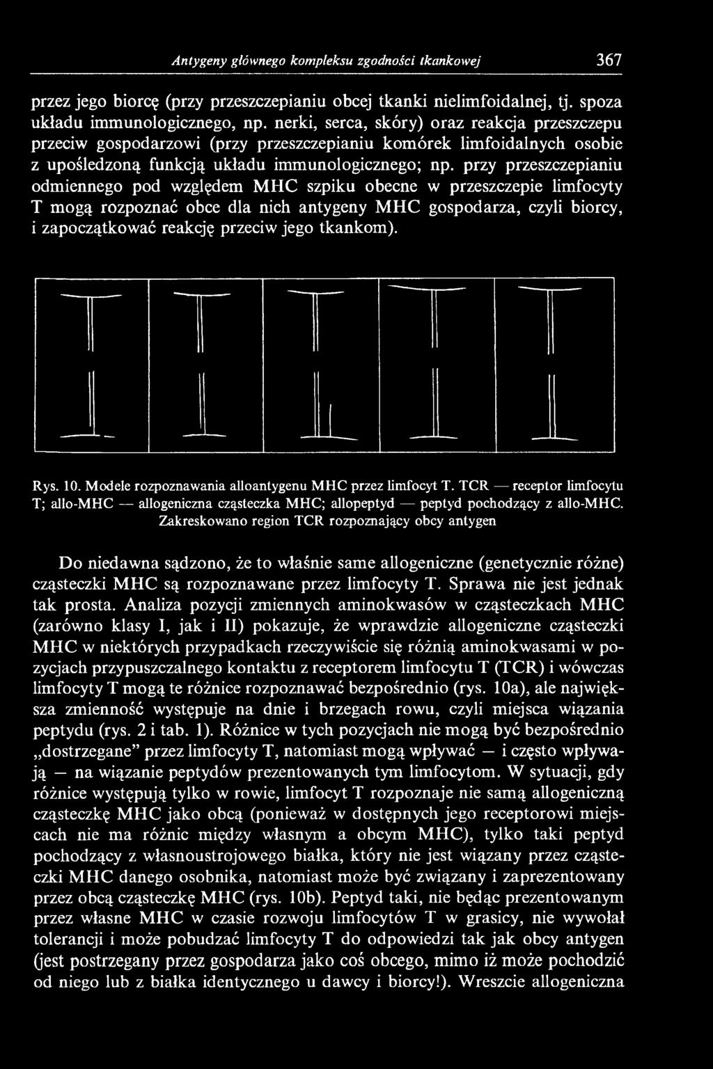 przy przeszczepianiu odmiennego pod względem MHC szpiku obecne w przeszczepie limfocyty T mogą rozpoznać obce dla nich antygeny MHC gospodarza, czyli biorcy, i zapoczątkować reakcję przeciw jego