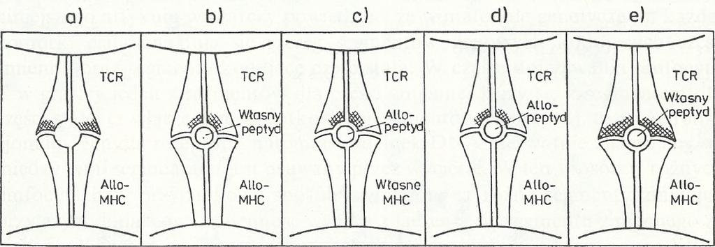 Zakreskowano region TCR rozpoznający obcy antygen Do niedawna sądzono, że to właśnie same allogeniczne (genetycznie różne) cząsteczki MHC są rozpoznawane przez limfocyty T.