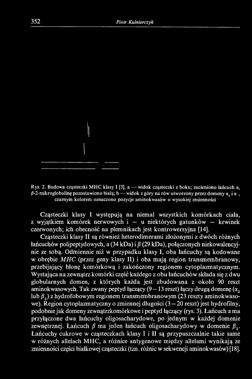 oznaczono pozycje aminokwasów o wysokiej zmienności Cząsteczki klasy I występują na niemal wszystkich komórkach ciała, z wyjątkiem komórek nerwowych i u niektórych gatunków krwinek czerwonych; ich